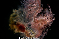 Hairy shrimp (Everybody's got a hairy heart). by Ludovic Galko-Rundgren 